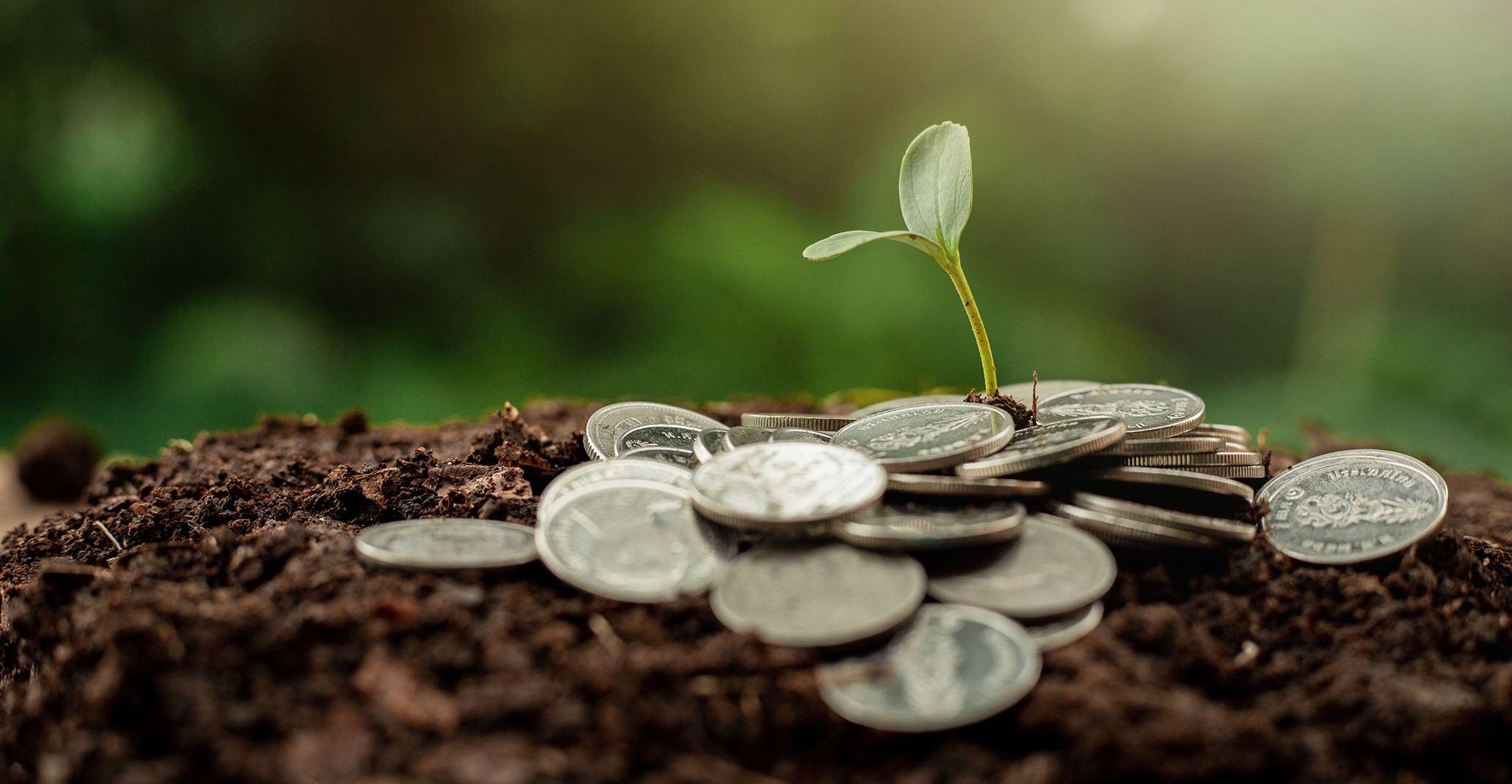 A young plant sprouting up through coins.''